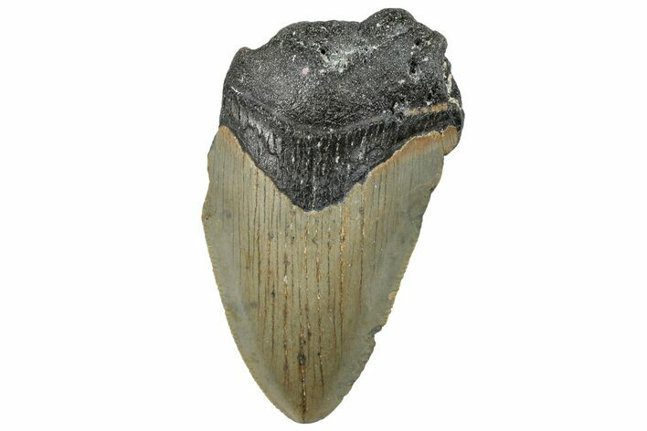 Bargain, Fossil Megalodon Tooth - Serrated Blade #295427